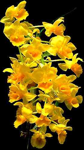 Dendrobium densiflorum 